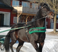 Orecchietti 160225-1